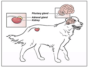 Medication for dogs with cushings hotsell