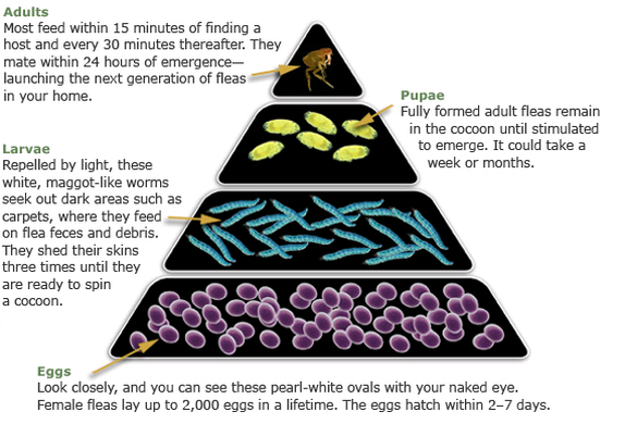 Flea Control Guide