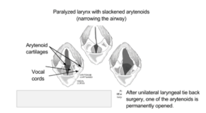 Laryngeal Paralysis - Lodi Veterinary Care