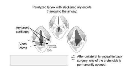 Is Laryngeal Paralysis Fatal In Dogs