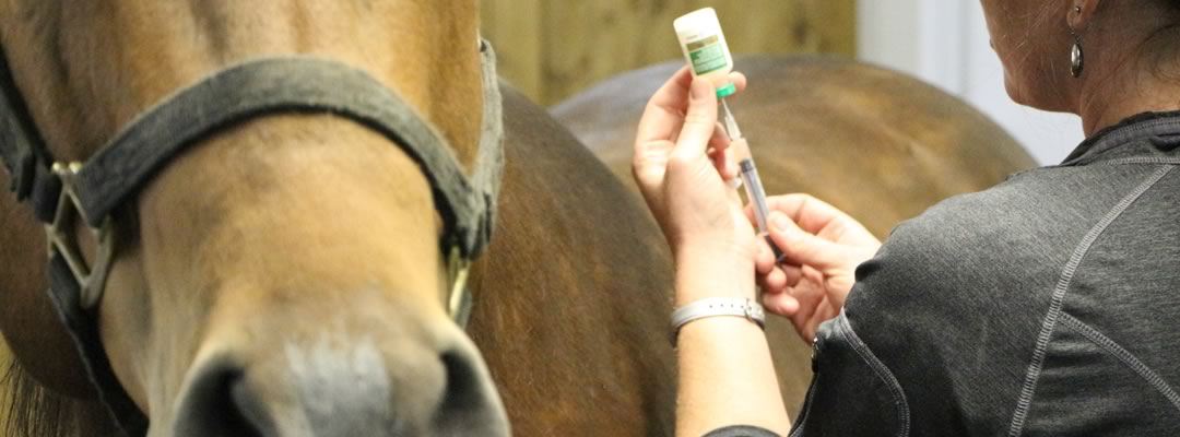 Equine Veterinary Wellness Plans