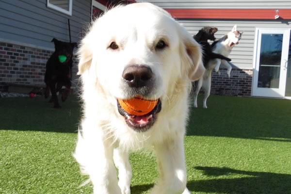 Pet boarding and daycare in Lodi Wisconsin