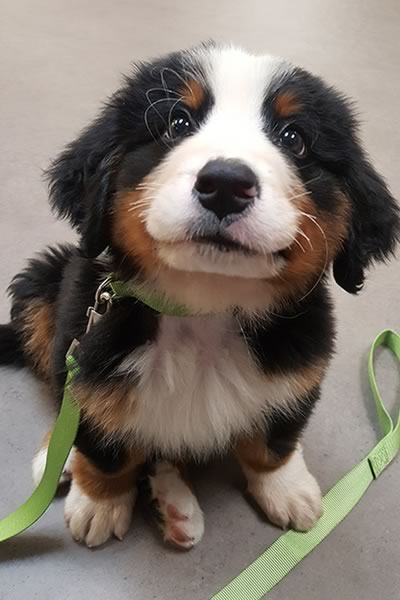 Second Chance Bernese Puppy