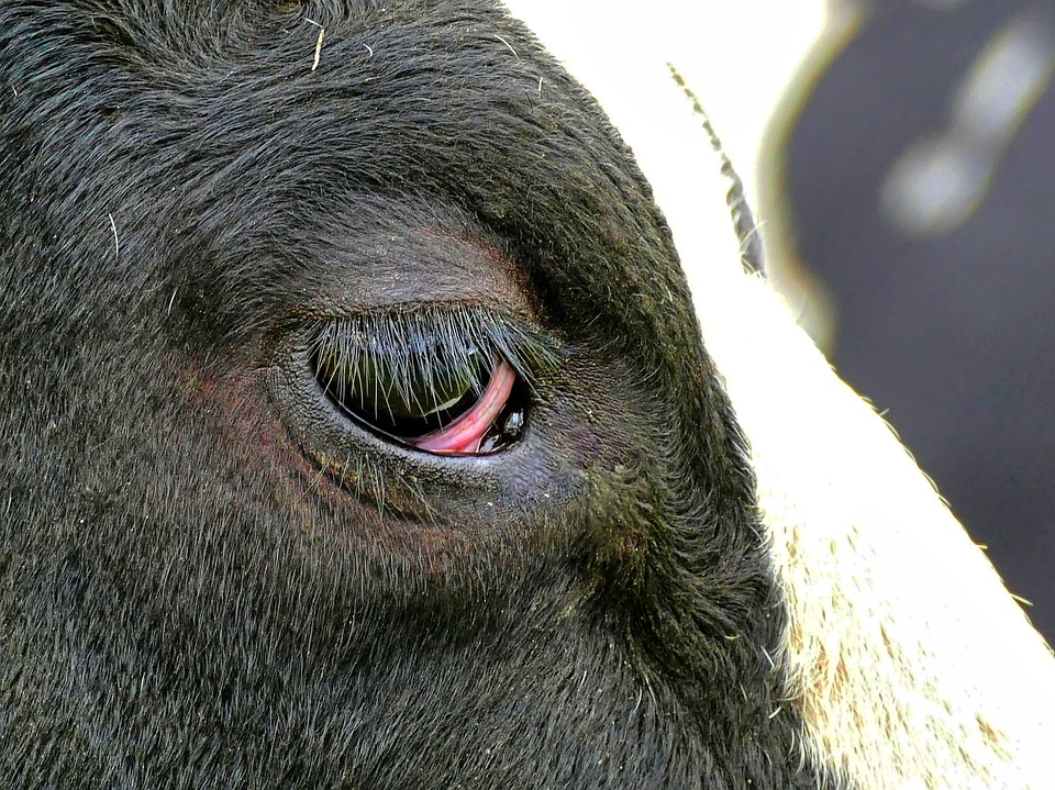 pink-eye-in-cattle-how-we-treat-it-youtube